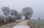 Winterbäume von Sybille Treiber