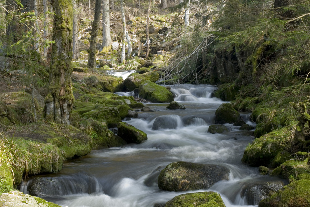 Bächle im Wald