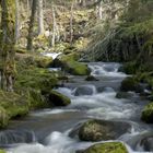 Bächle im Wald