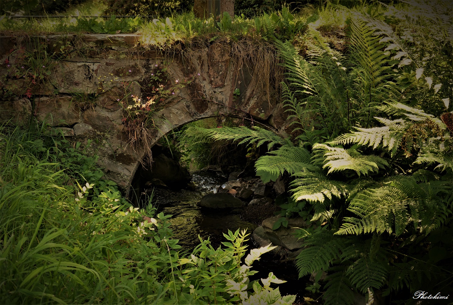 Bächlein im Kurpark von Schlangenbad (1)