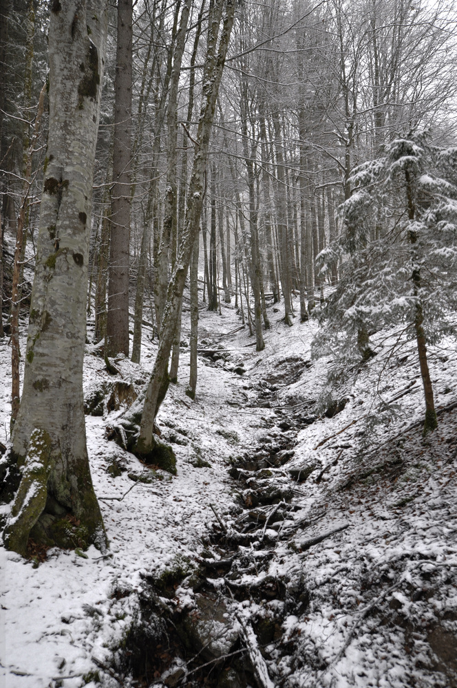 Bächlein im Märchenwald