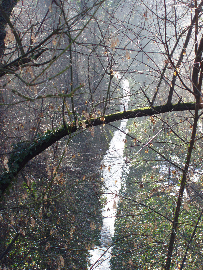 Bächlein im Nebel