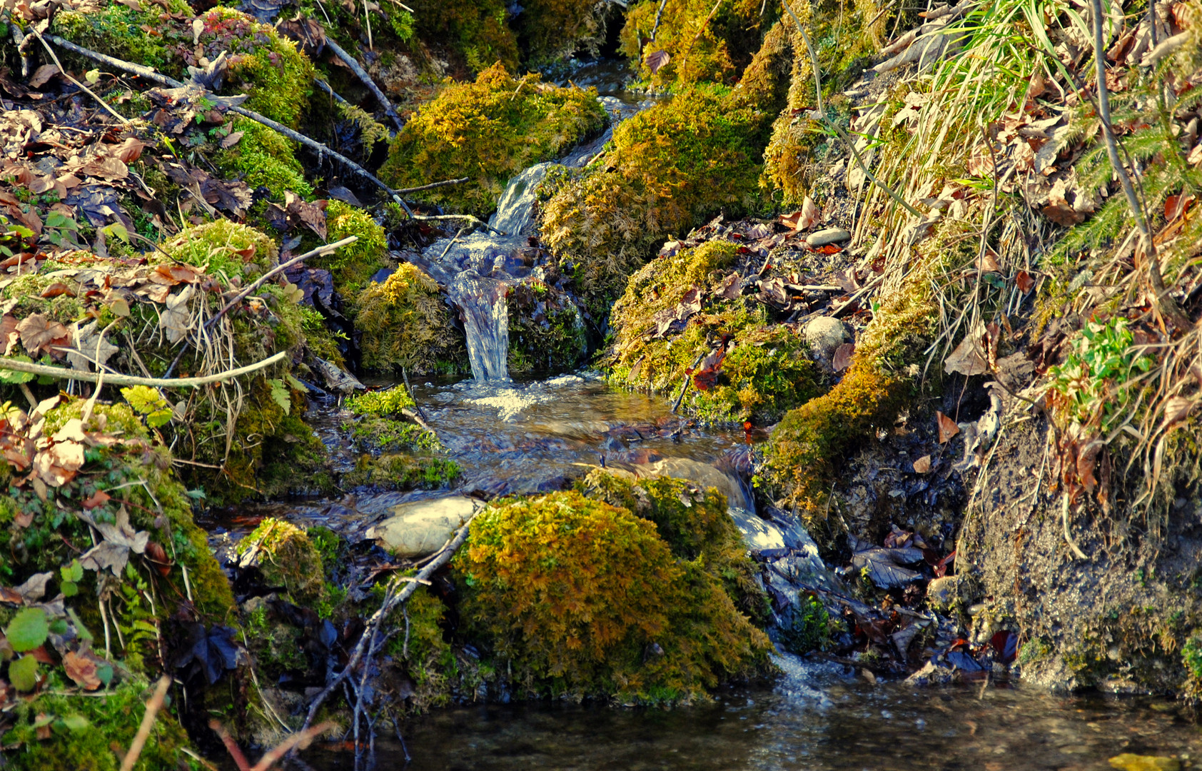 Bächlein im Wald