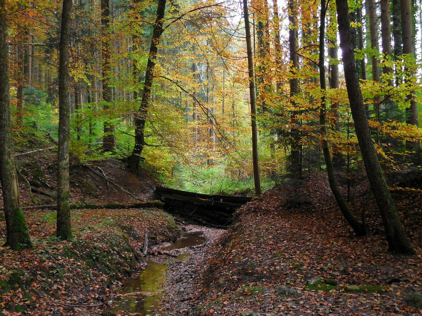 Bächlein im Wald