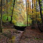 Bächlein im Wald