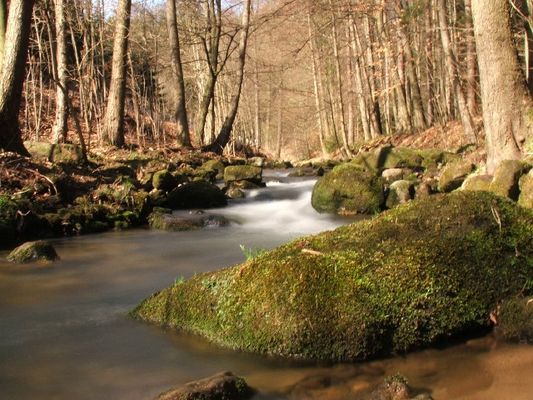 Bächlein im Wald