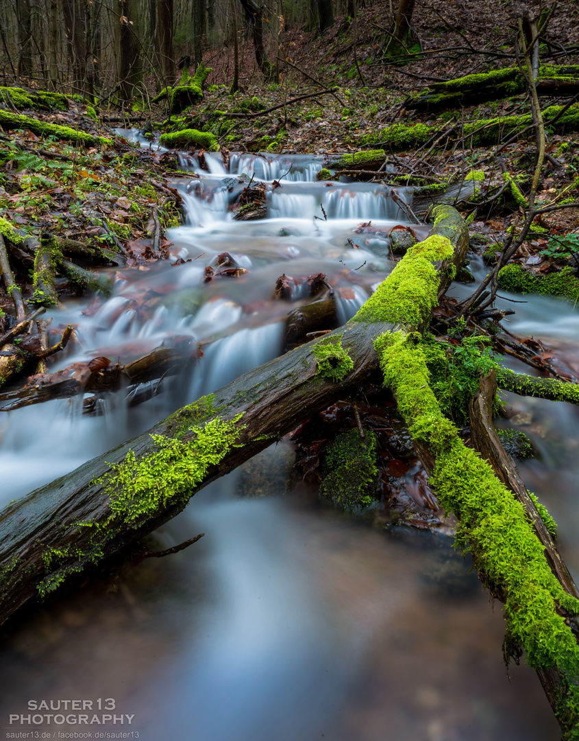 Bächlein im Walde