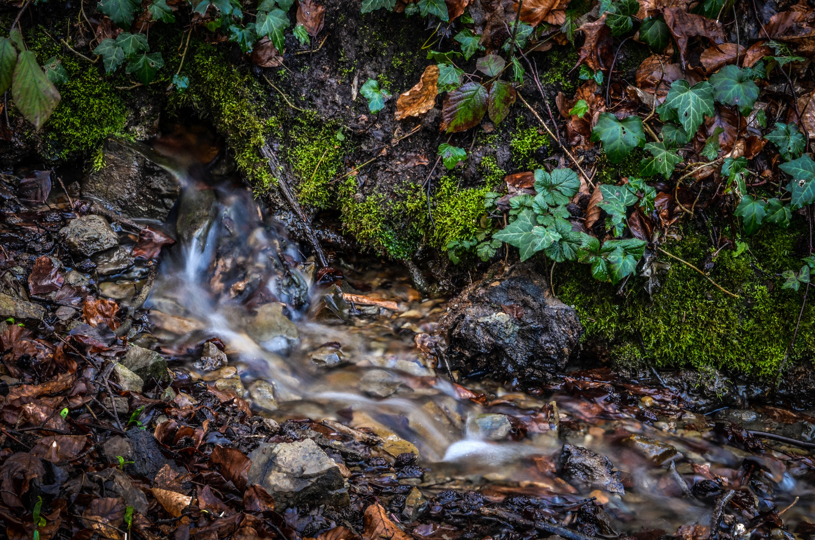 Bächlein im Walde