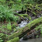 Bächlein in einem wunderschönen Regenwald