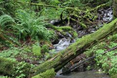 Bächlein in einem wunderschönen Regenwald