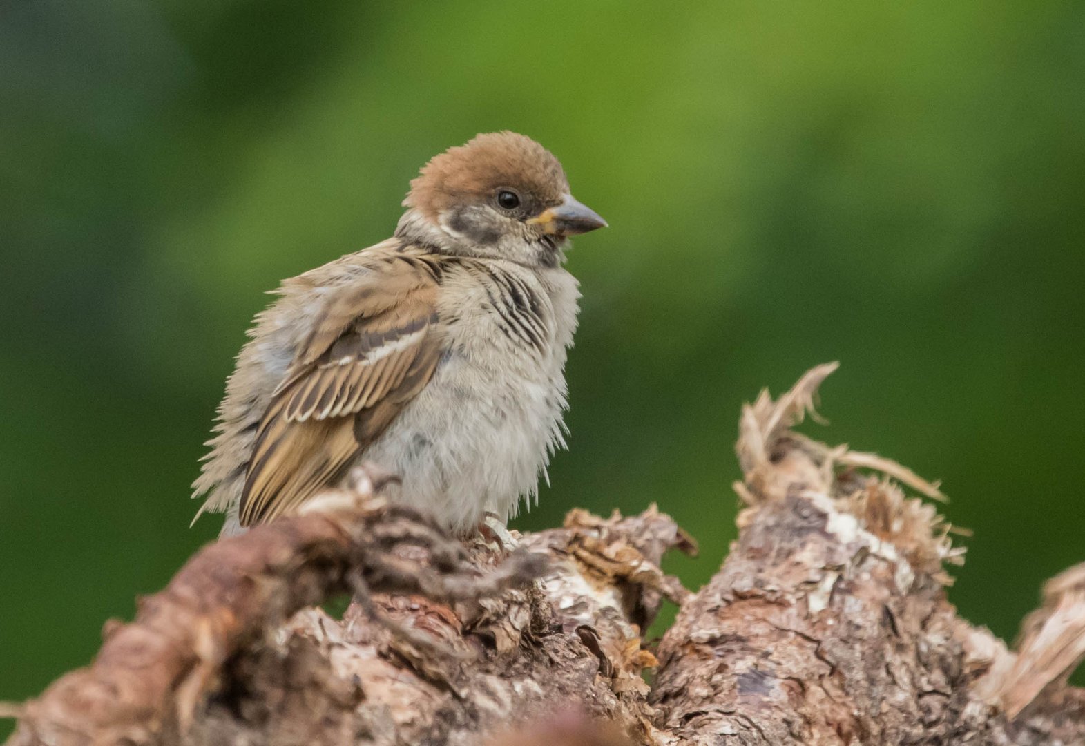 Bäckchenspatz im Miniformat