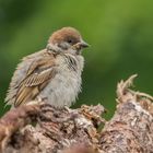 Bäckchenspatz im Miniformat