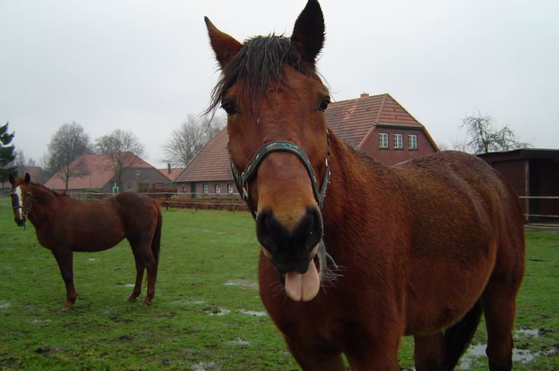 Bäh Fotografieren wie du das willst, laß ich mich nicht!!!