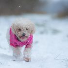 Bäh, Schnee....