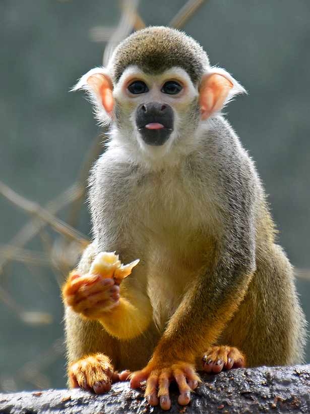 Bäh, schon wieder Banane!