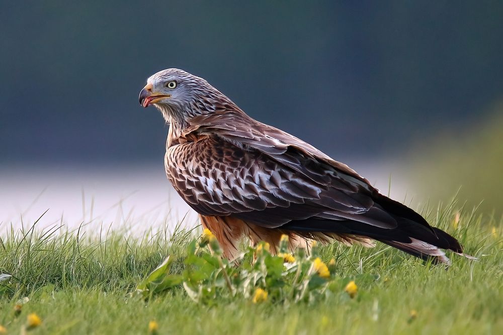 Bähh!! Foto & Bild tiere, wildlife, natur Bilder auf