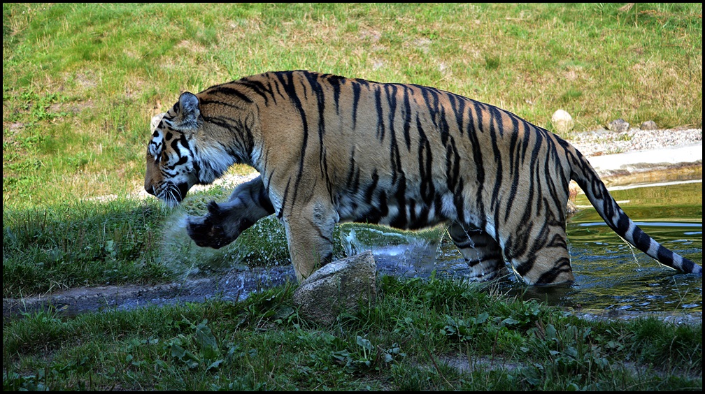 Bäh...Wasser !?!