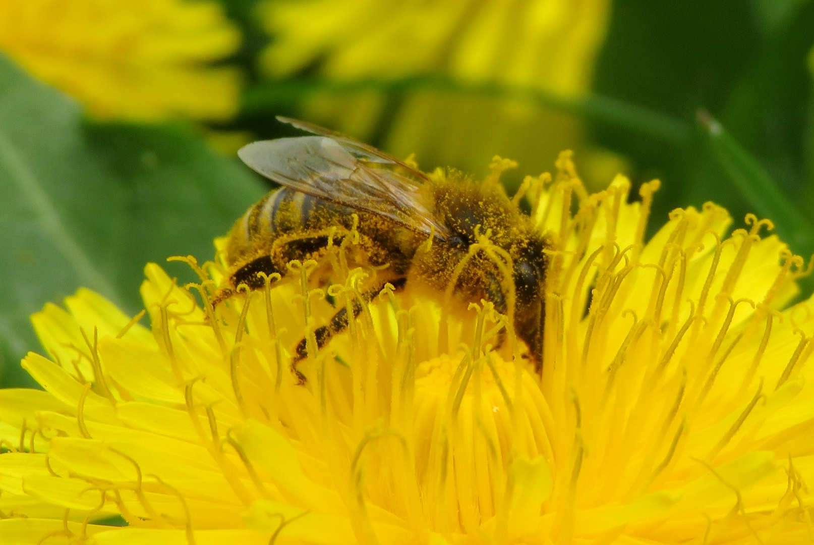 "Bällebad" für Bienen 