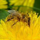 "Bällebad" für Bienen 