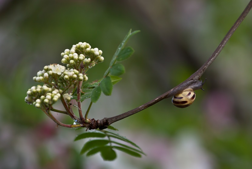 Bänderschnecke