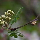 Bänderschnecke