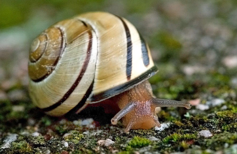 Bänderschnecke