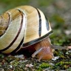 Bänderschnecke