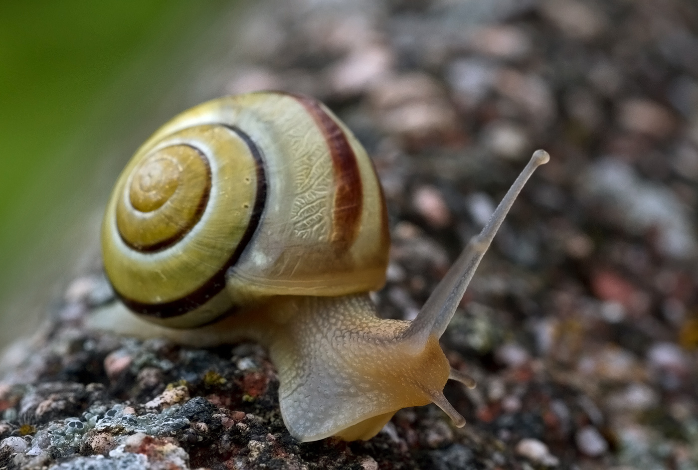 Bänderschnecke