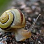 Bänderschnecke