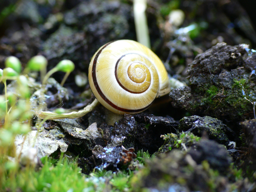 Bänderschnecke