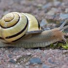 Bänderschnecke