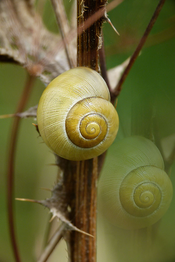 Bänderschnecke an einer alten Distel......