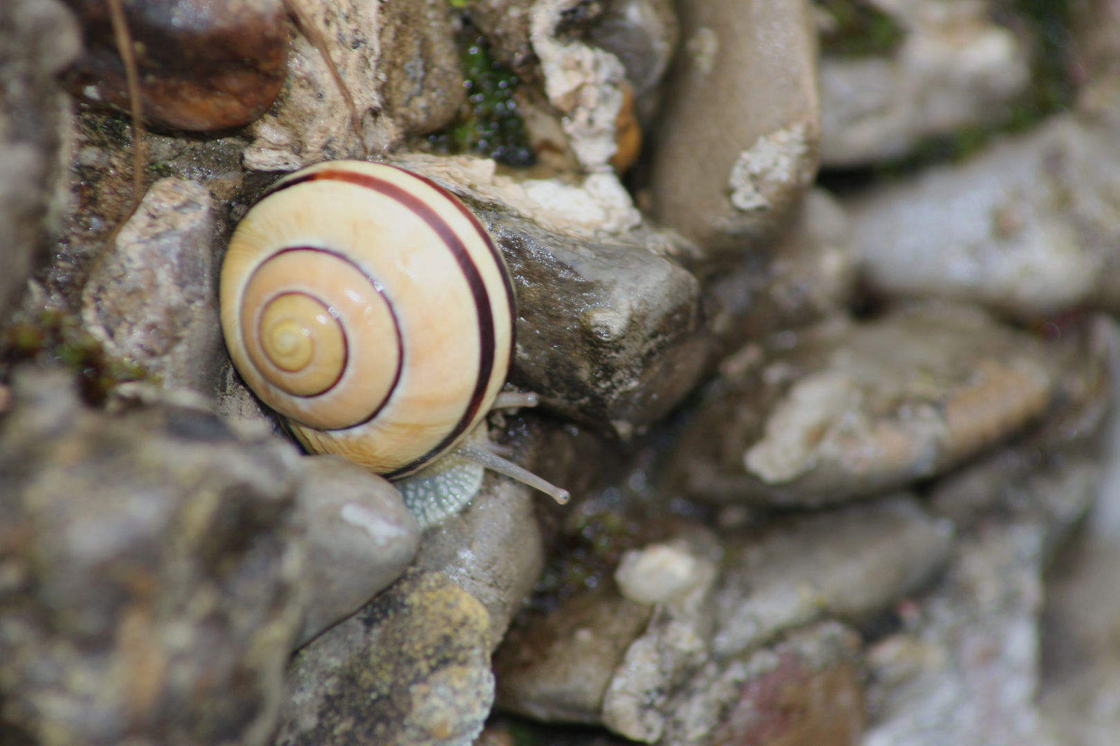 Bänderschnecke