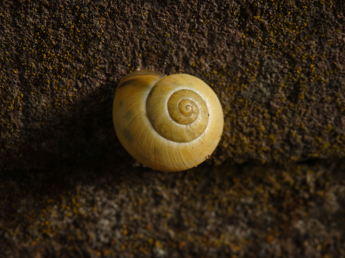 Bänderschnecke (Cepaea sp.) in einem Brunnen ...