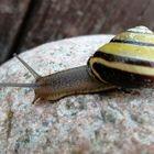 Bänderschnecke - Ein Besucher im Garten