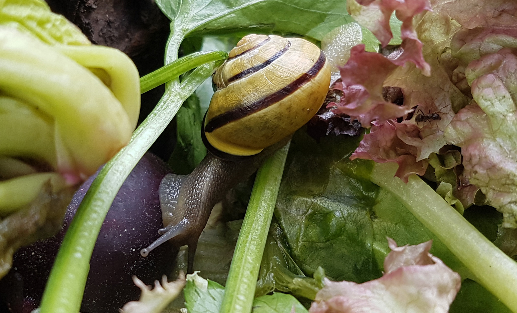 Bänderschnecke mit Ameise - Kompostszenerie