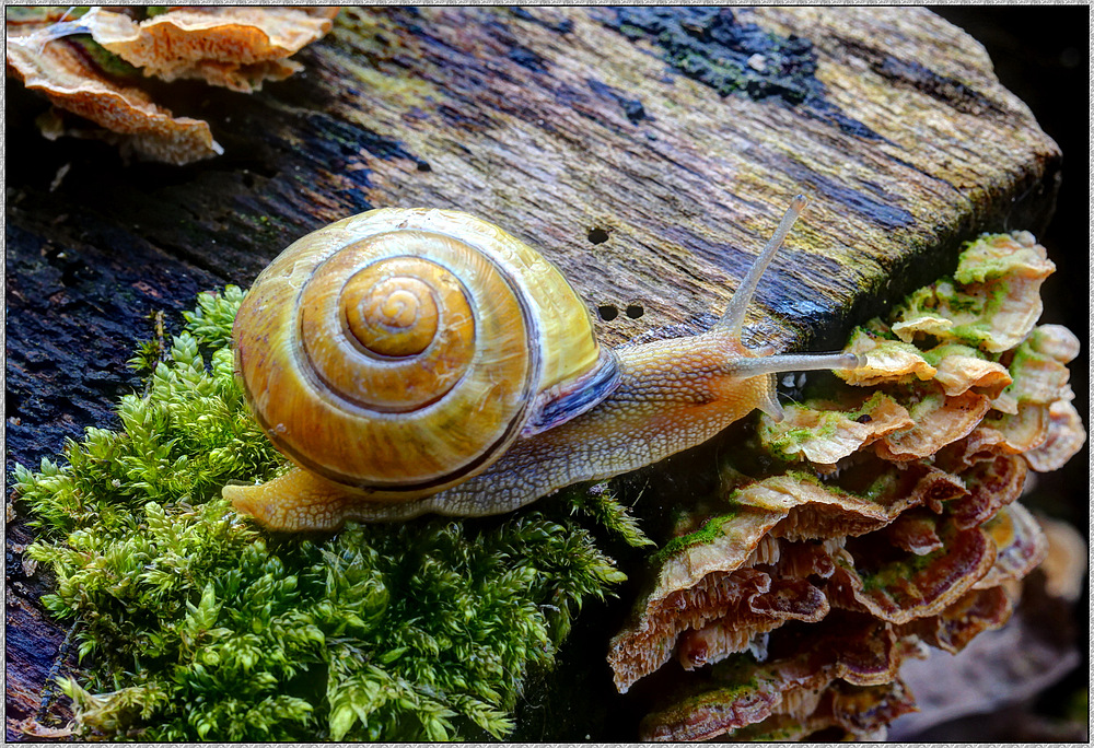 Bänderschnecke mit Vorfreude auf leckeren Baumpilz : HDR-Makro