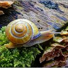 Bänderschnecke mit Vorfreude auf leckeren Baumpilz : HDR-Makro