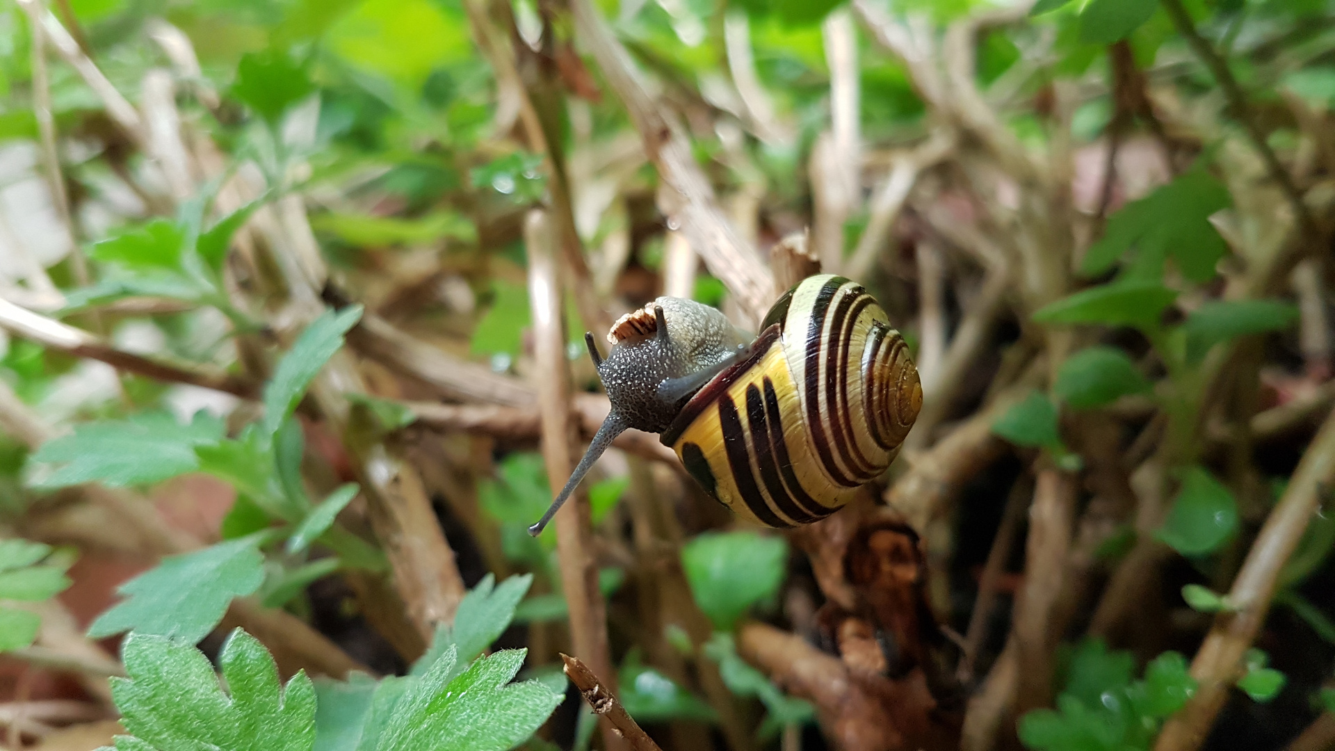 Bänderschnecke raspelt an der Chrysantheme