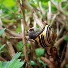 Bänderschnecke raspelt an der Chrysantheme