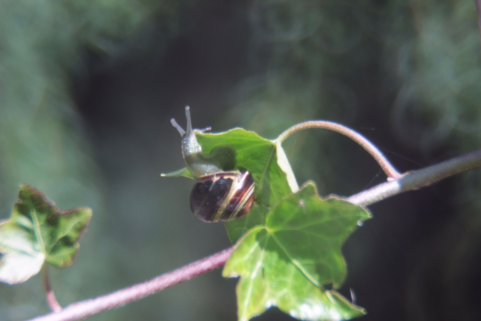 Bänderschnecke Seitenwechsel