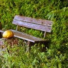 Bänke im Garten Auhof.. mal am Brunnen, mal verstecket