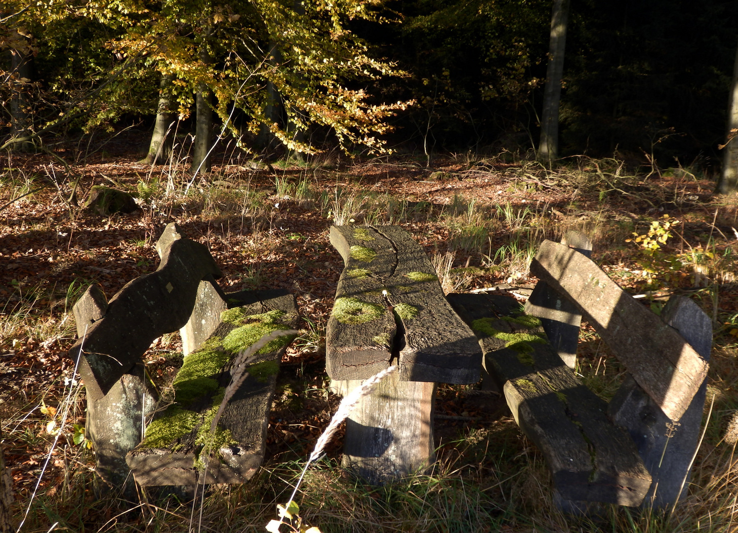 Bänke im Herbst II