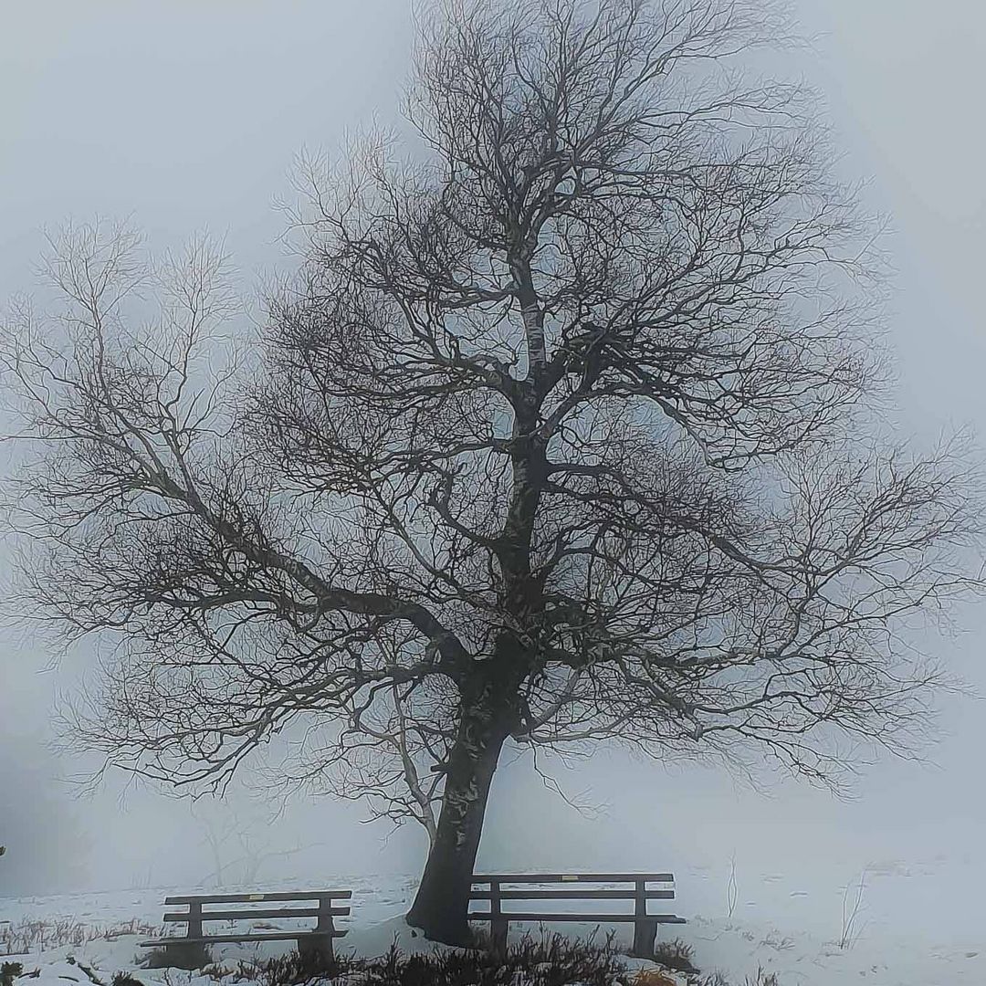 Bänke im Nebel 