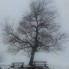 Bänke im Nebel 