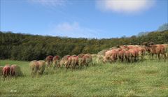 Bänkerjoch - Kt Aargau Schweiz - 3D Interlaced