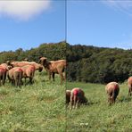 Bänkerjoch - Kt Aargau Schweiz - 3D Kreuzblick