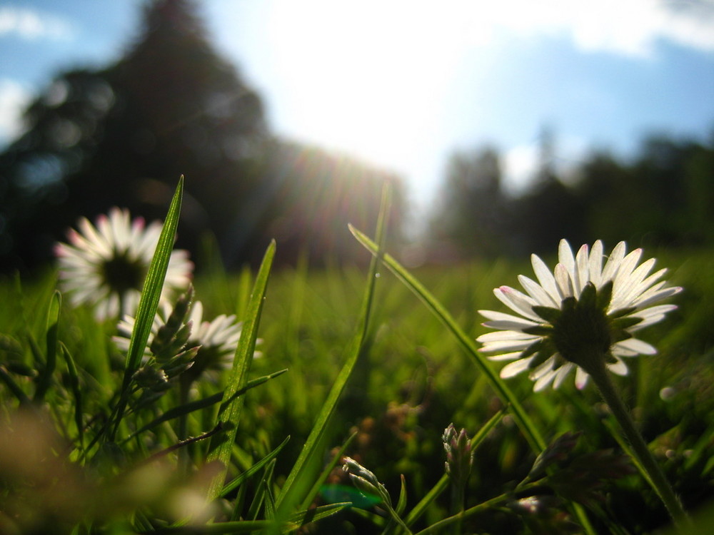 Bänseglümchen