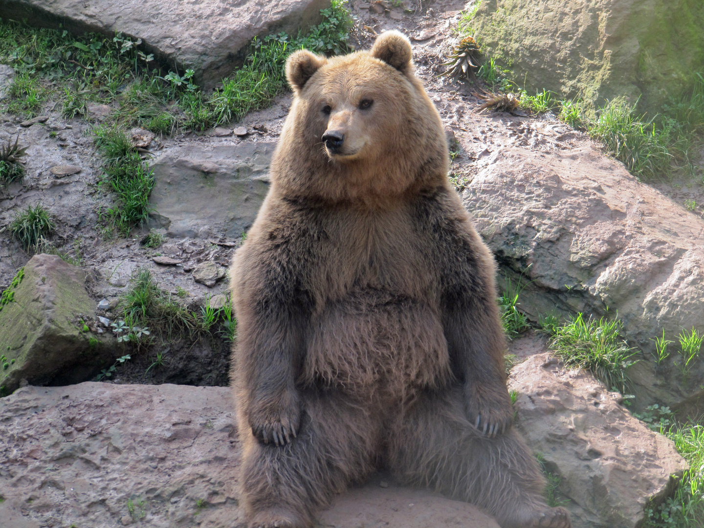 Bär Foto & Bild | natur Bilder auf fotocommunity