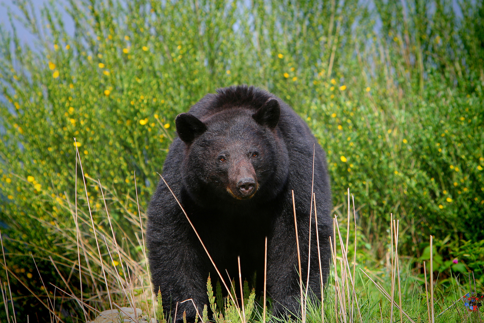 Bär 1